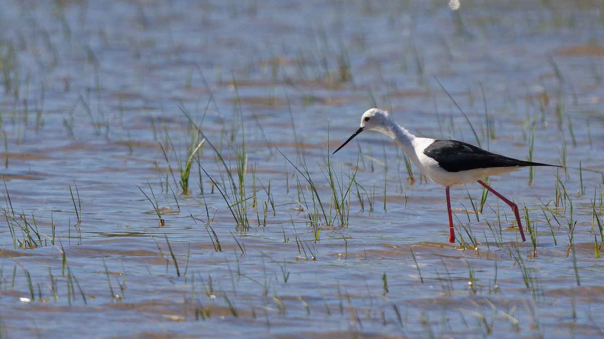 高蹺鴴 - ML644767991