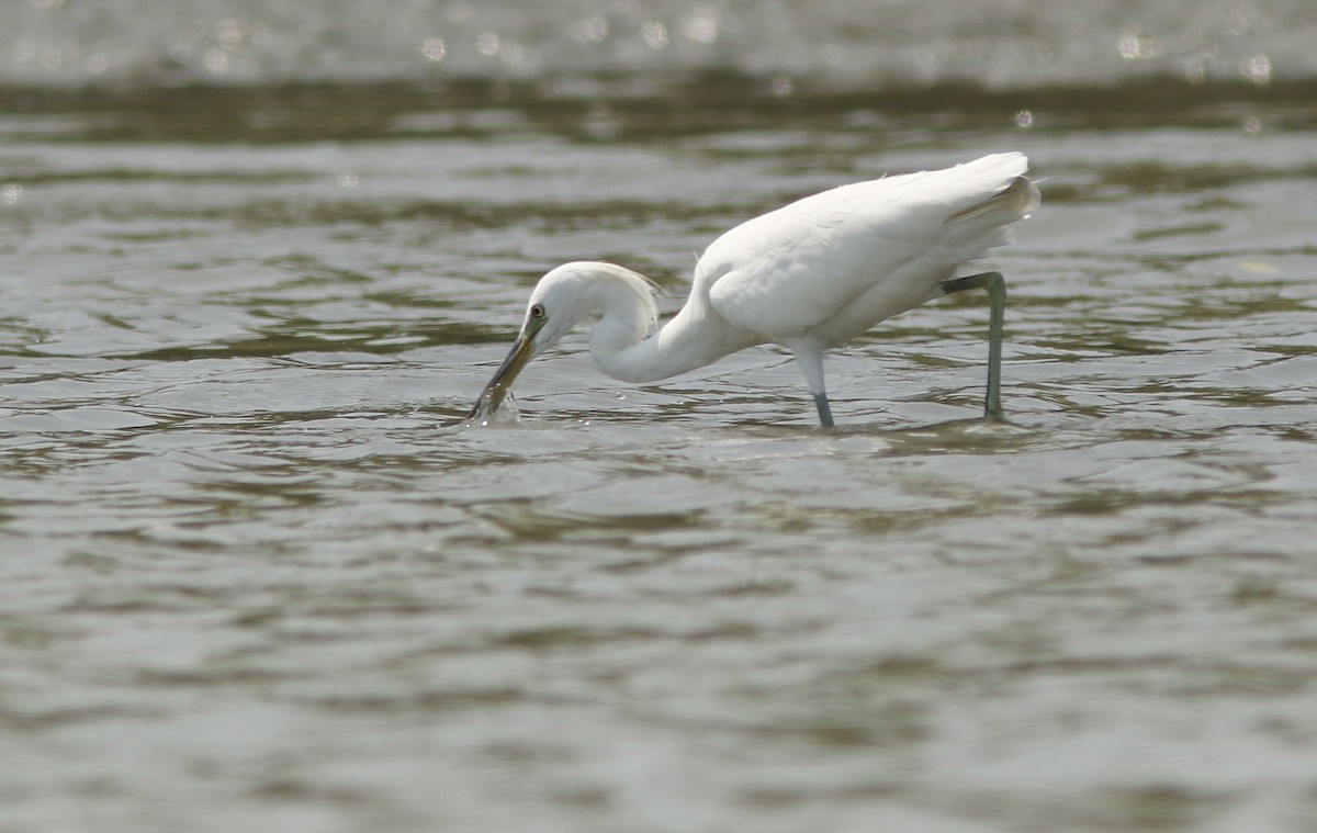 カラシラサギ - ML644768009