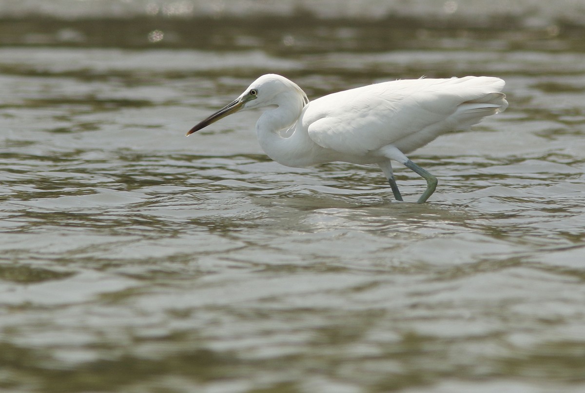 カラシラサギ - ML644768010