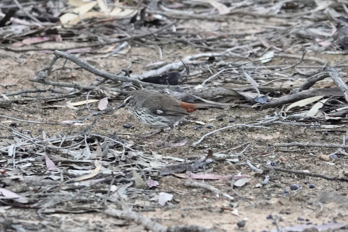 Shy Heathwren - ML644768023