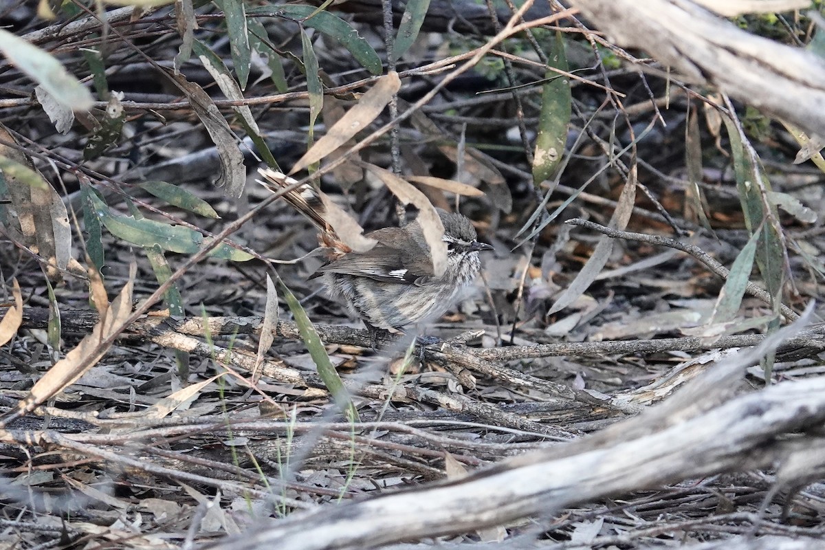Shy Heathwren - ML644768024