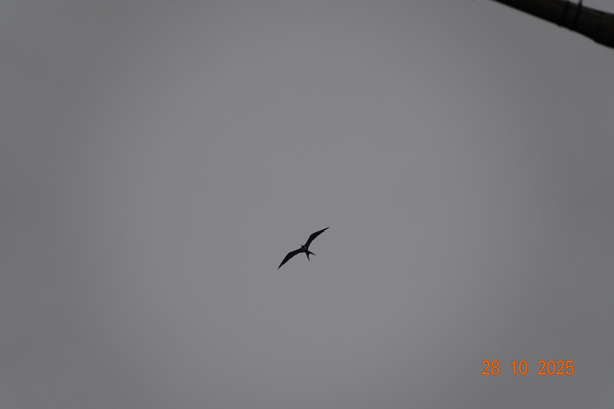 Magnificent Frigatebird - ML644768031