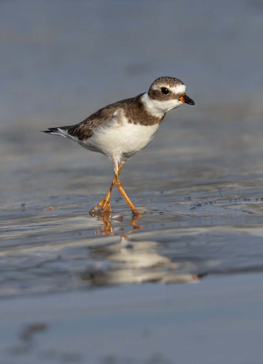 Semipalmated Plover - ML644768033
