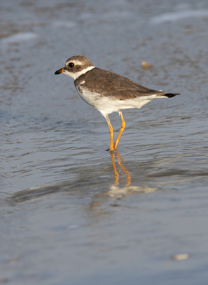 Semipalmated Plover - ML644768034