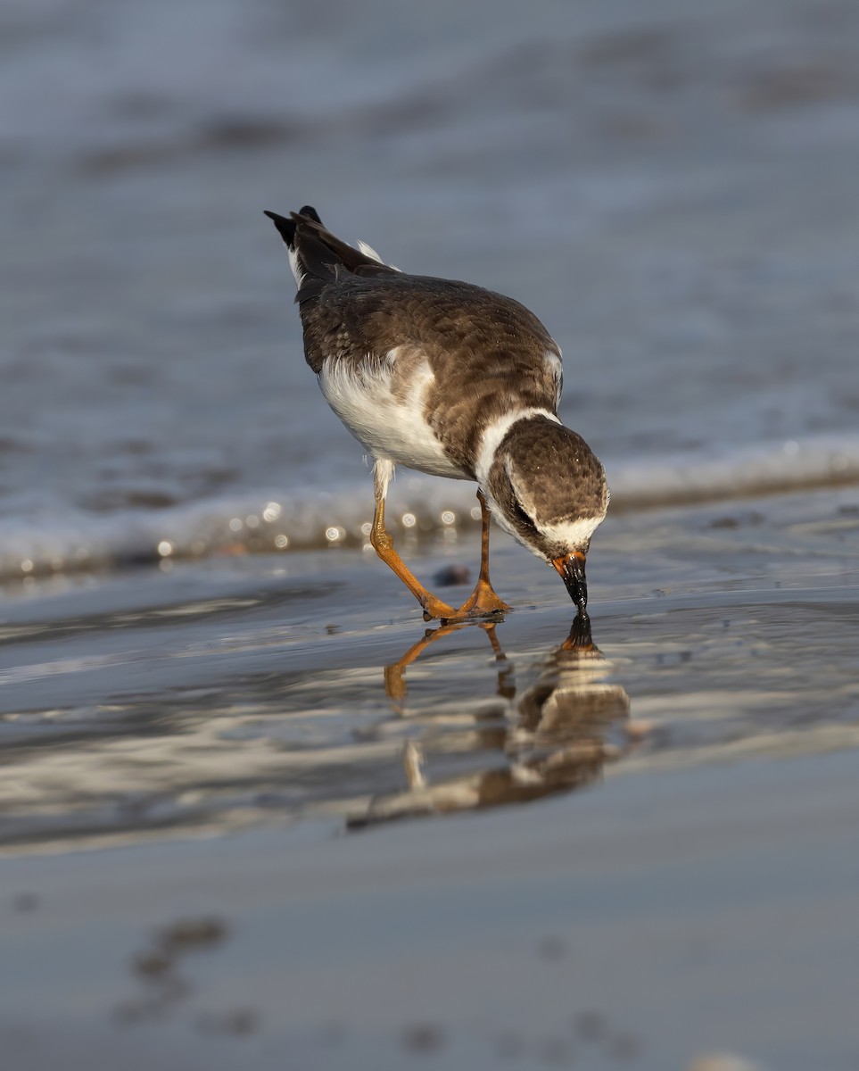 Semipalmated Plover - ML644768035