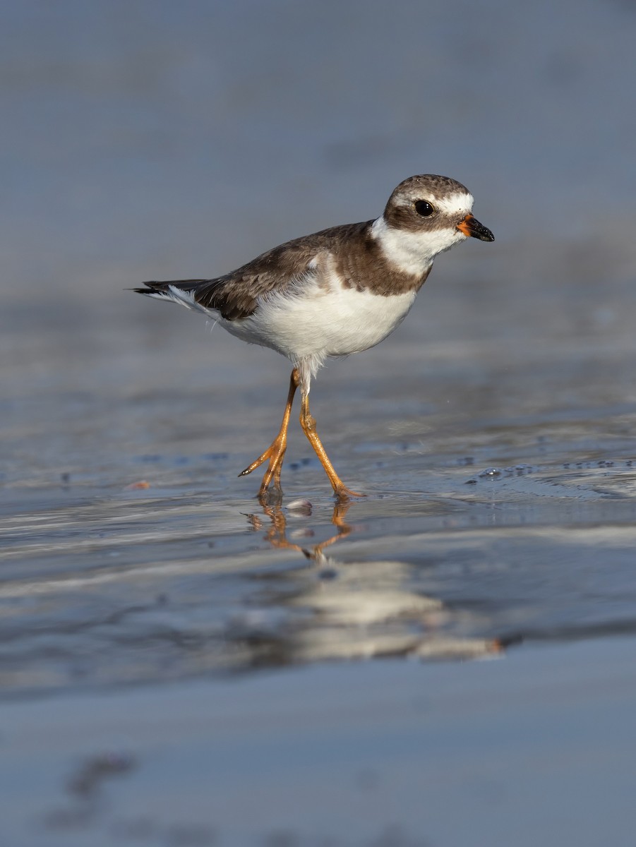 Semipalmated Plover - ML644768036