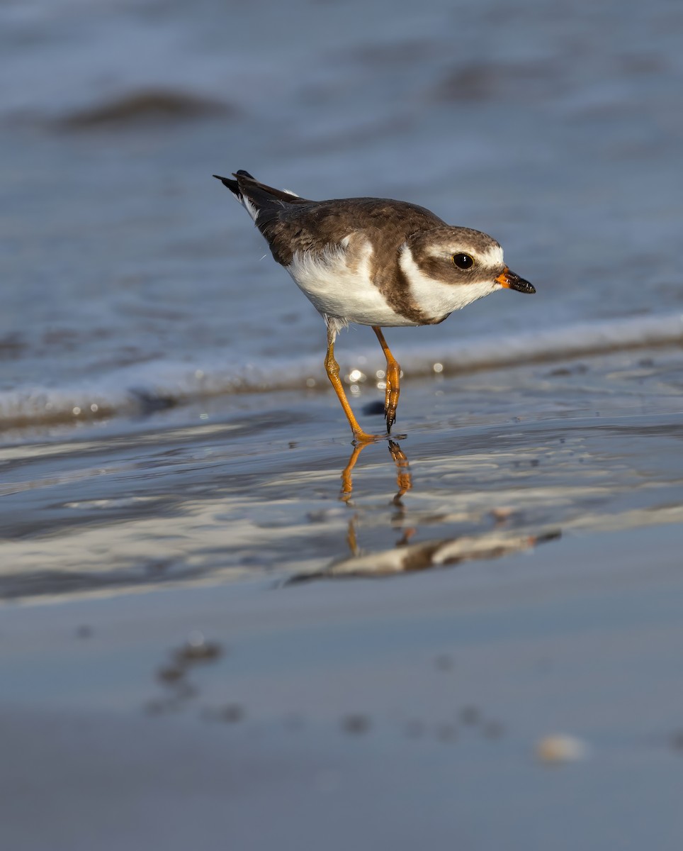Semipalmated Plover - ML644768037