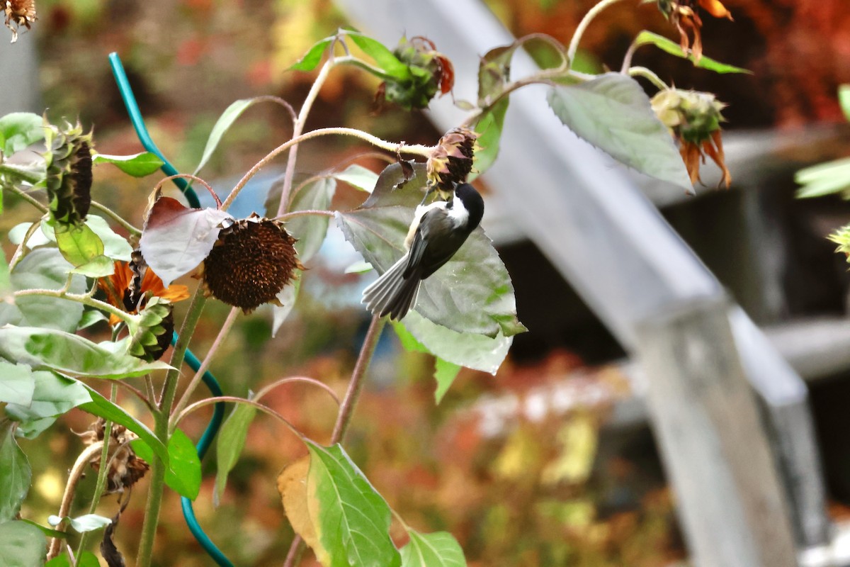 Black-capped Chickadee - ML644768039