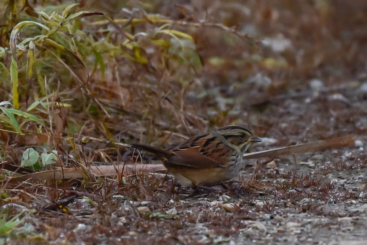 Swamp Sparrow - ML644768053