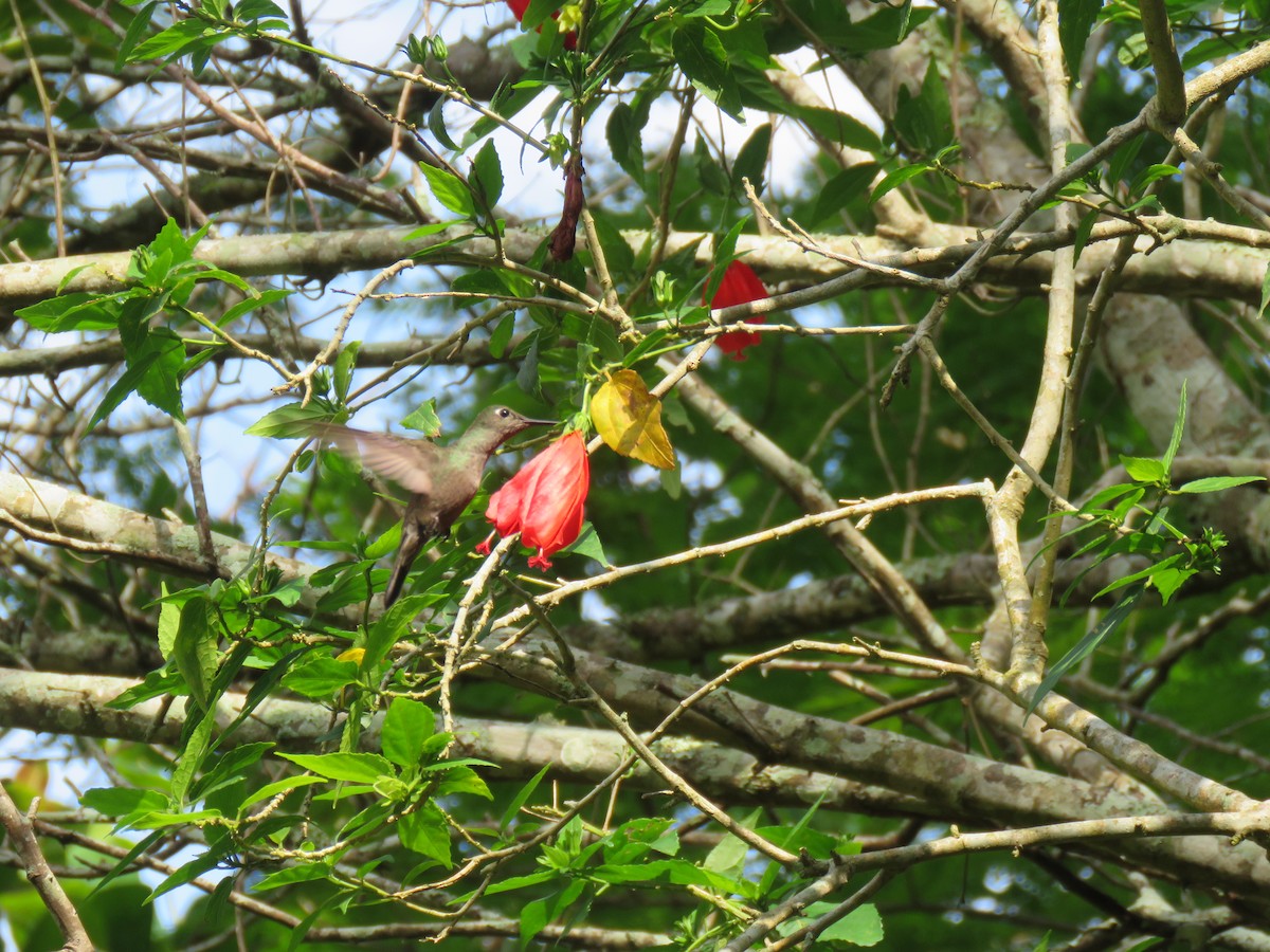 Sombre Hummingbird - ML644768060