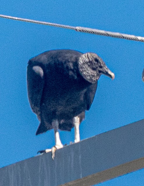 Black Vulture - ML644768068