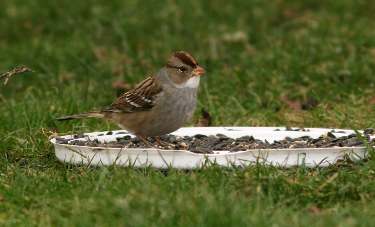 hvitkronespurv - ML644768075