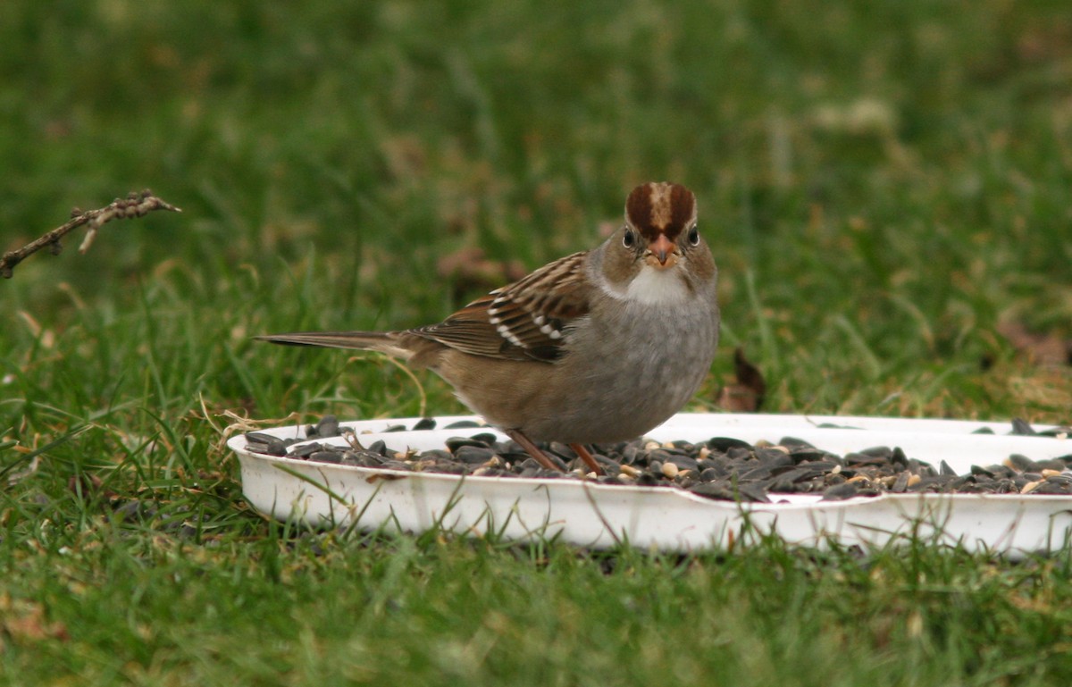 hvitkronespurv - ML644768076