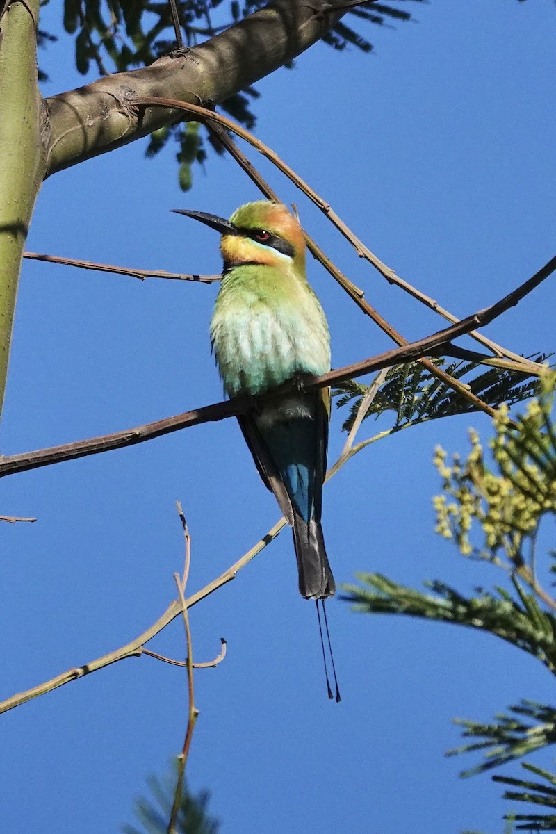彩虹蜂虎 - ML644768084