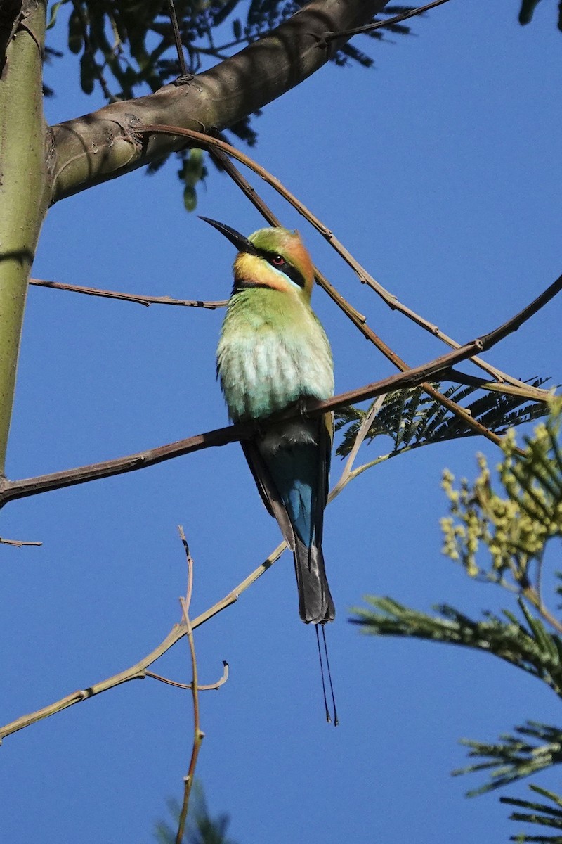 彩虹蜂虎 - ML644768085