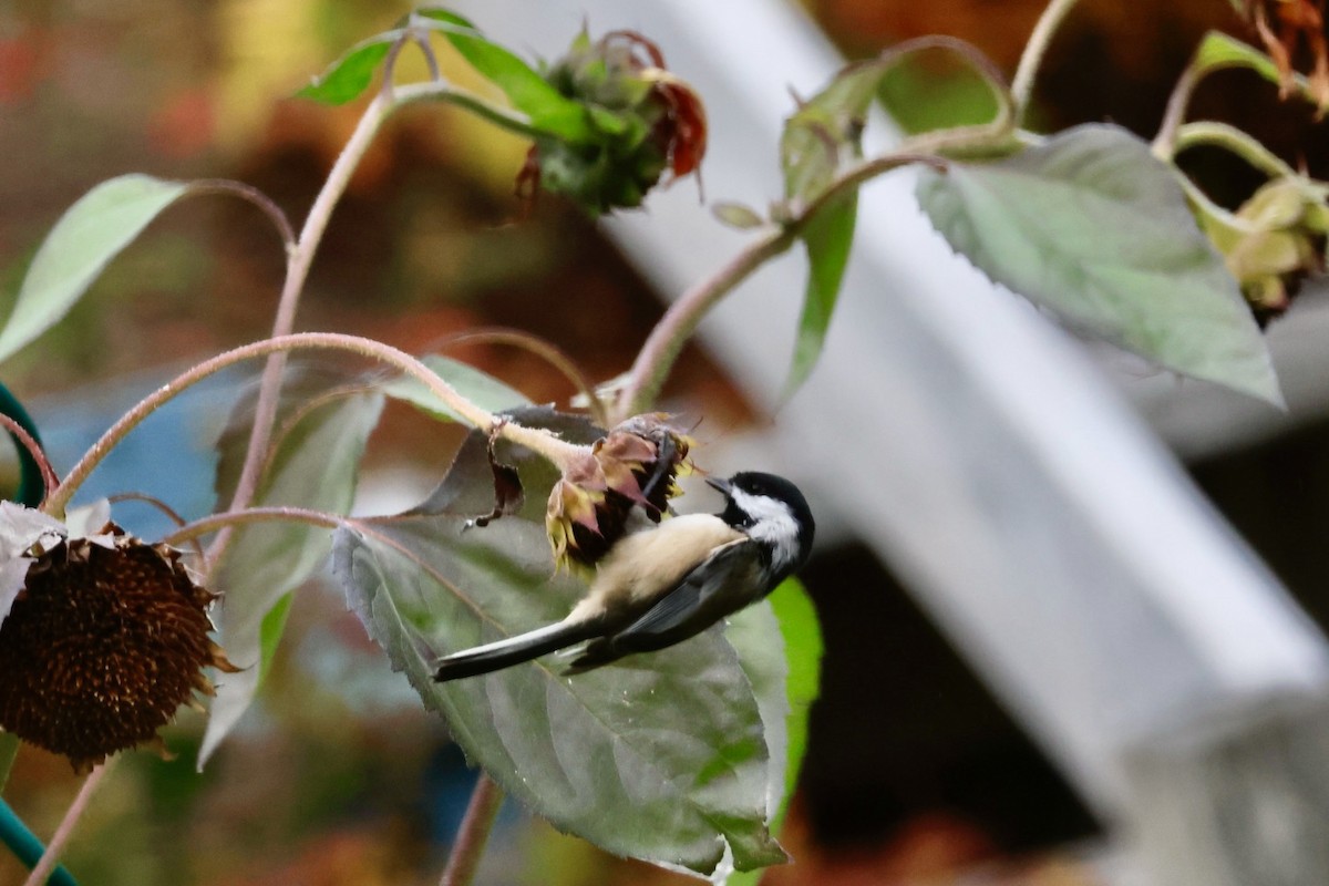 Black-capped Chickadee - ML644768088