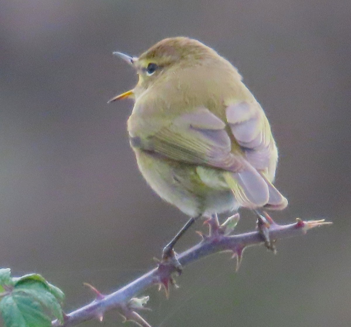 Mosquitero Común - ML644768090