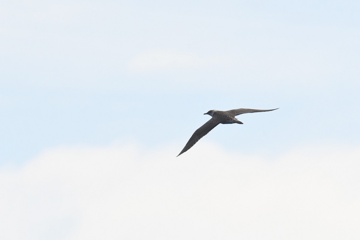 Labbo codalunga - ML644768096