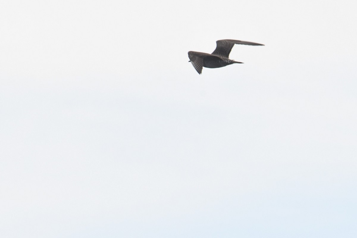 Labbo codalunga - ML644768097