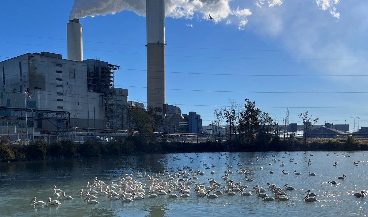 American White Pelican - ML644768101