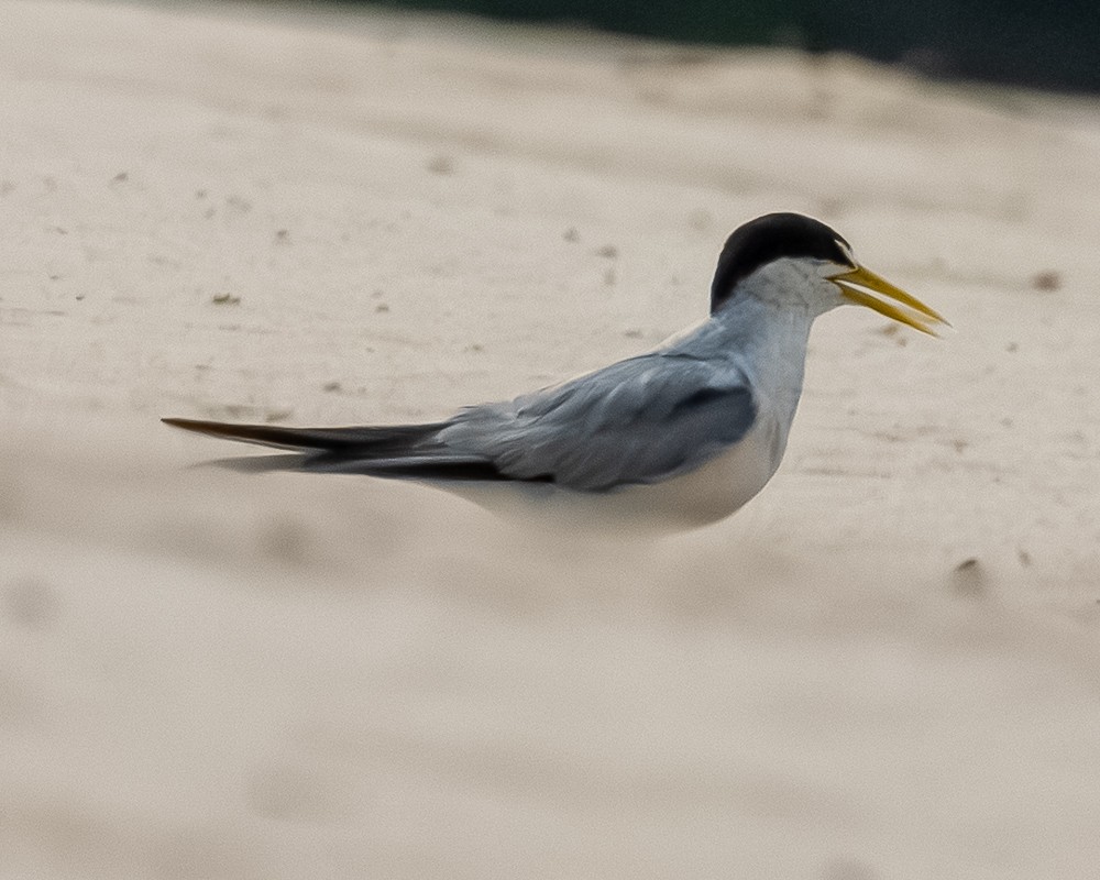 Yellow-billed Tern - ML644768104