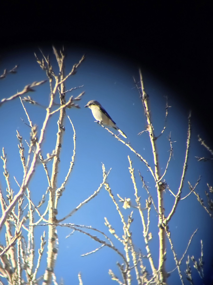 Northern Shrike - ML644768109
