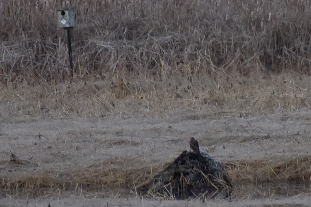 Amerika Delicesi - ML644768110