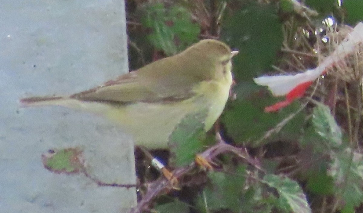Mosquitero Común - ML644768116