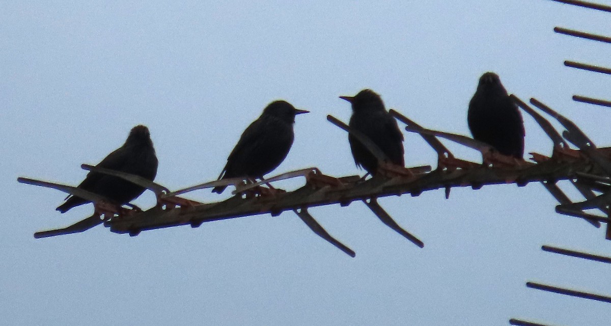 Étourneau unicolore - ML644768145