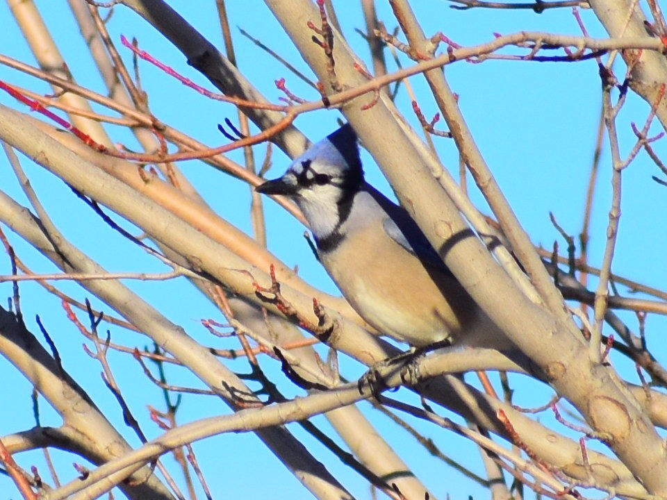 Blue Jay - ML644768146