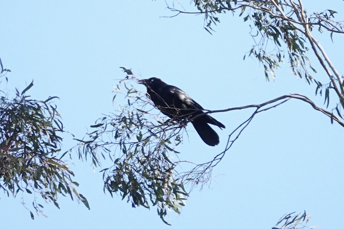 Australian Raven - ML644768155