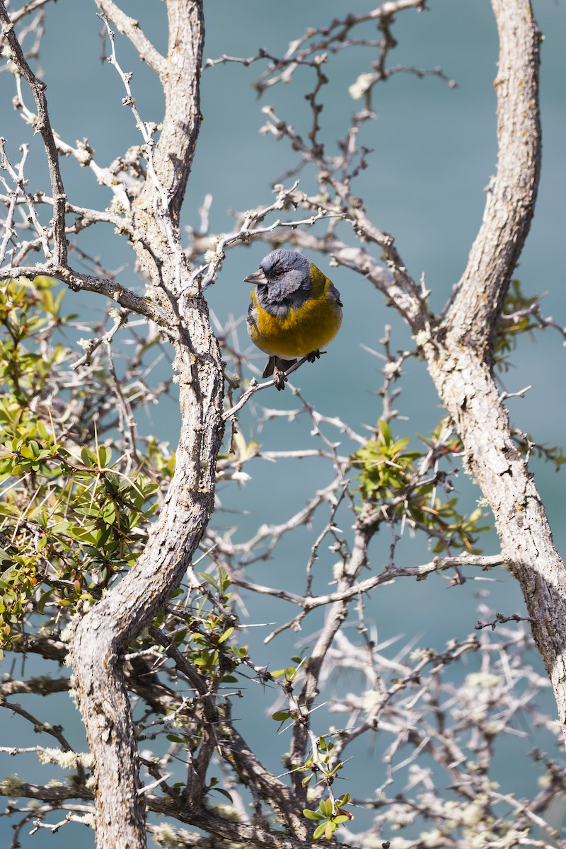 Gray-hooded Sierra Finch - ML644768157