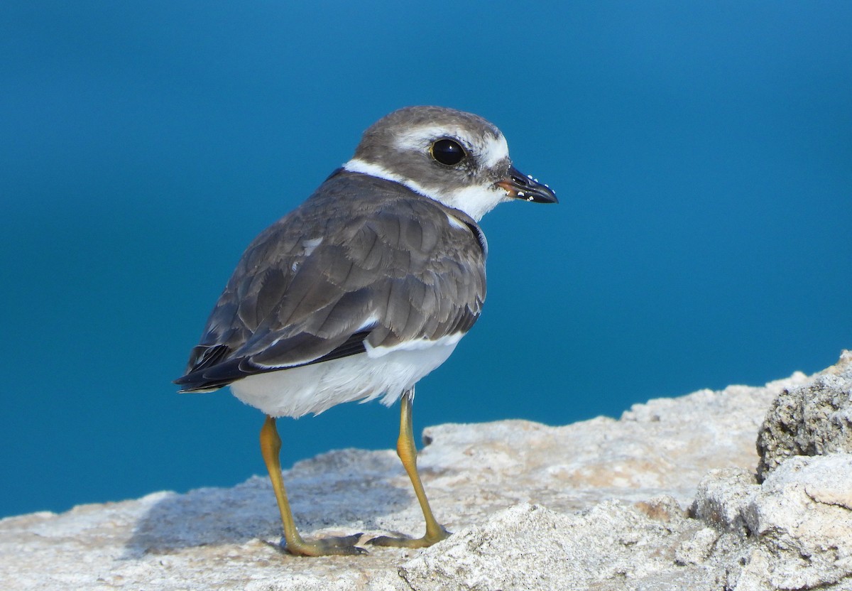 Semipalmated Plover - ML644768159