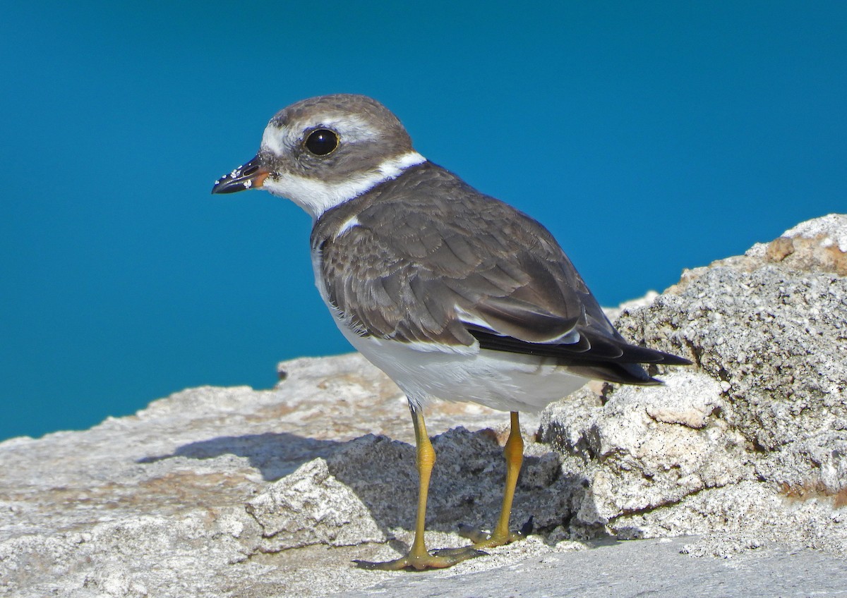 Semipalmated Plover - ML644768160