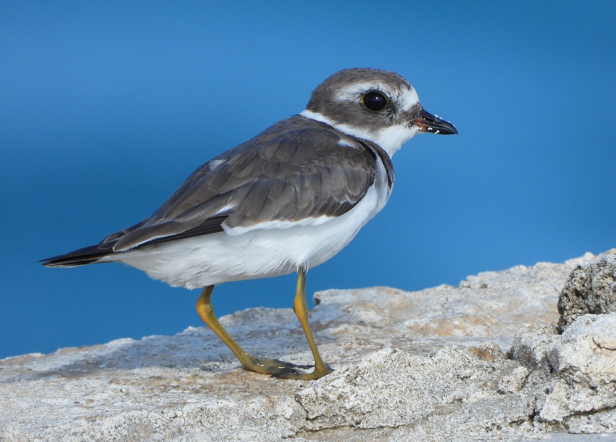 Semipalmated Plover - ML644768161