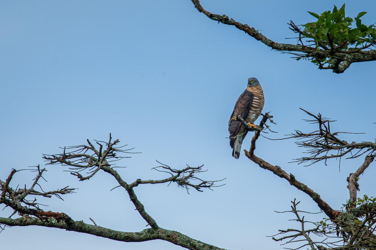 Hook-billed Kite - ML644768163