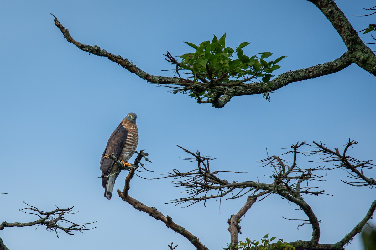 Hook-billed Kite - ML644768164