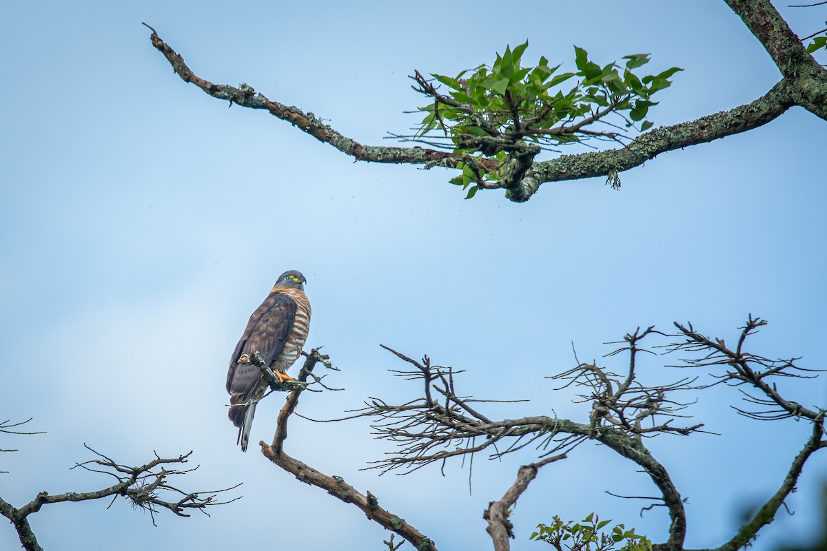 Hook-billed Kite - ML644768165