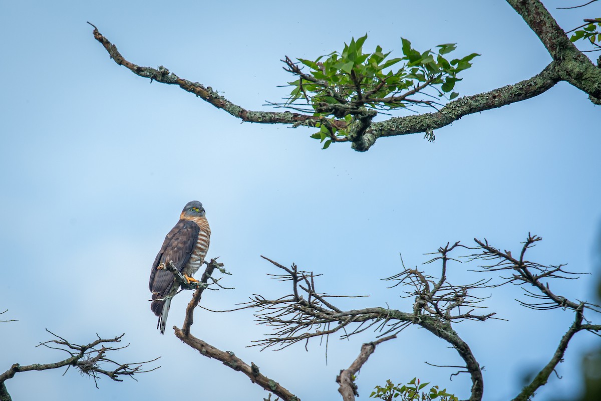 Hook-billed Kite - ML644768166