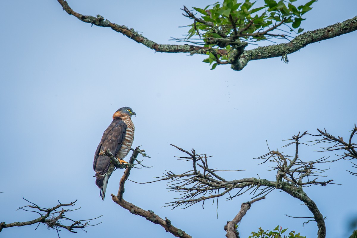 Hook-billed Kite - ML644768167