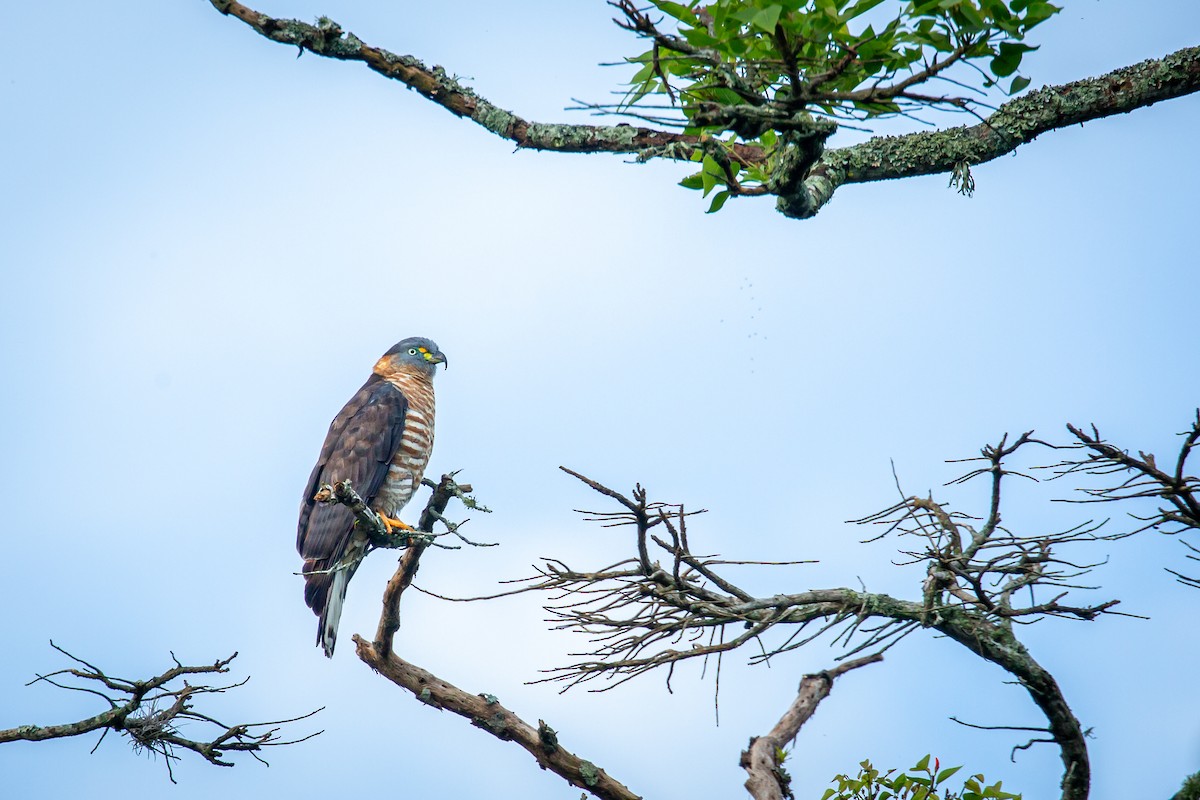 Hook-billed Kite - ML644768168