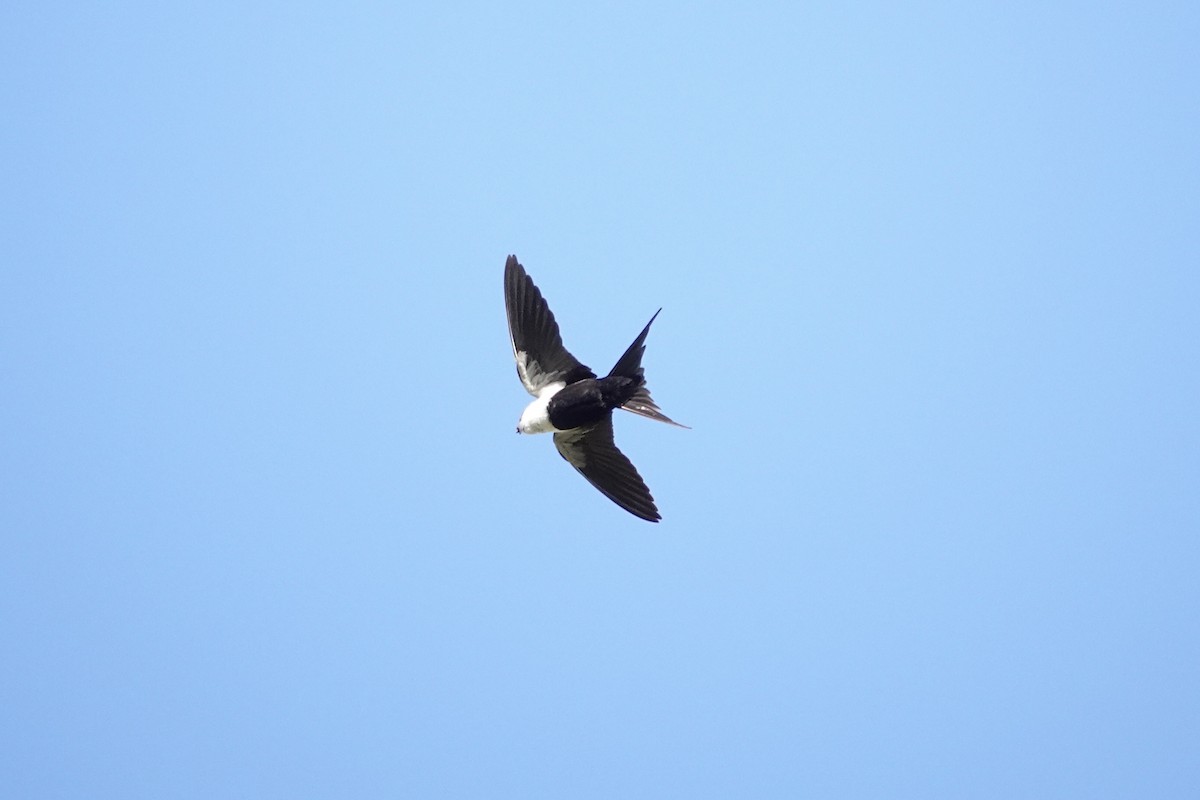 White-backed Swallow - ML644768177