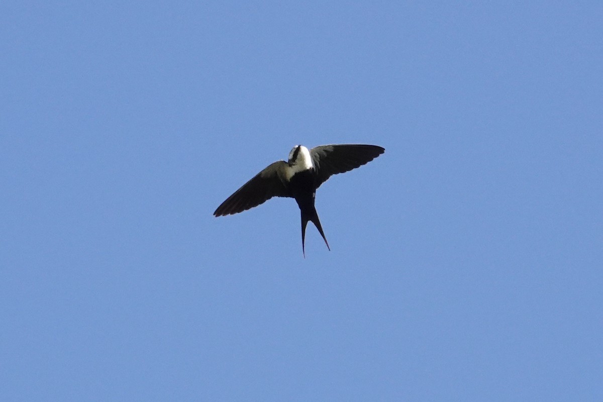 White-backed Swallow - ML644768178