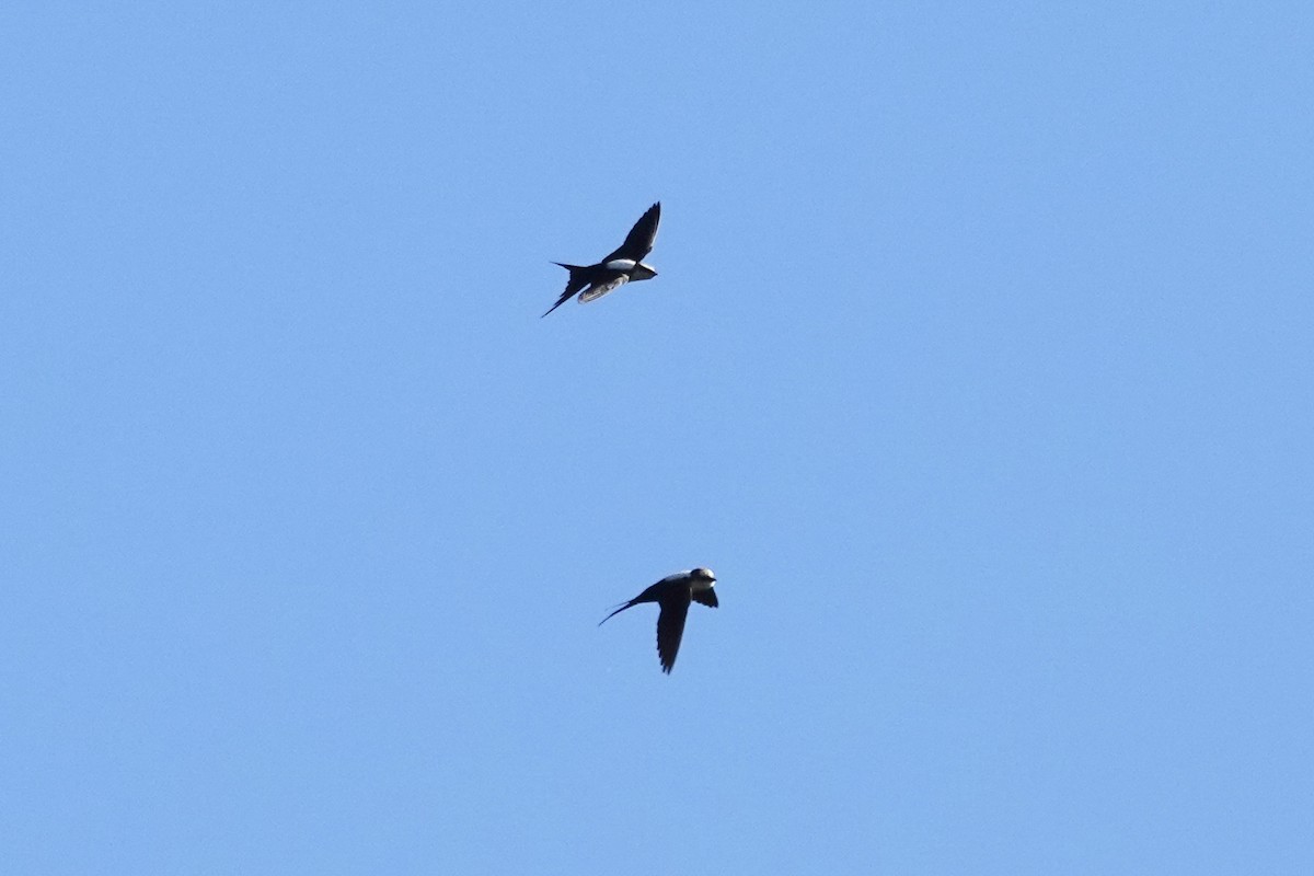 White-backed Swallow - ML644768179