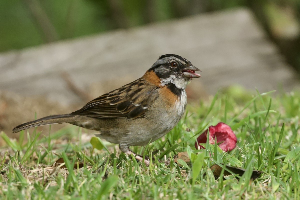 Rufous-collared Sparrow - ML644768185