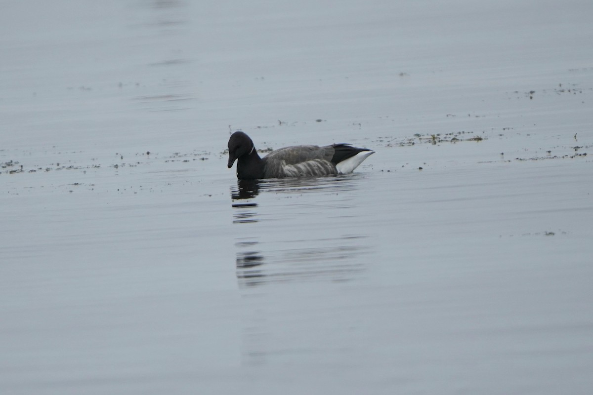 Brant - ML644768190