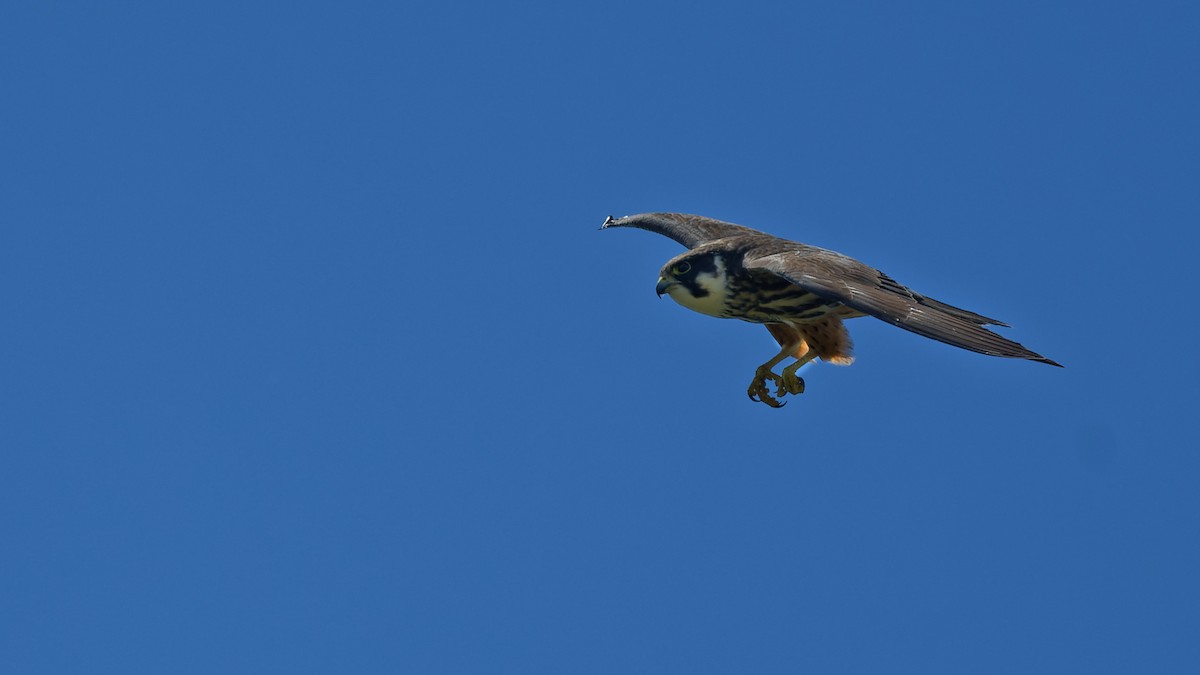 Eurasian Hobby - ML644768196