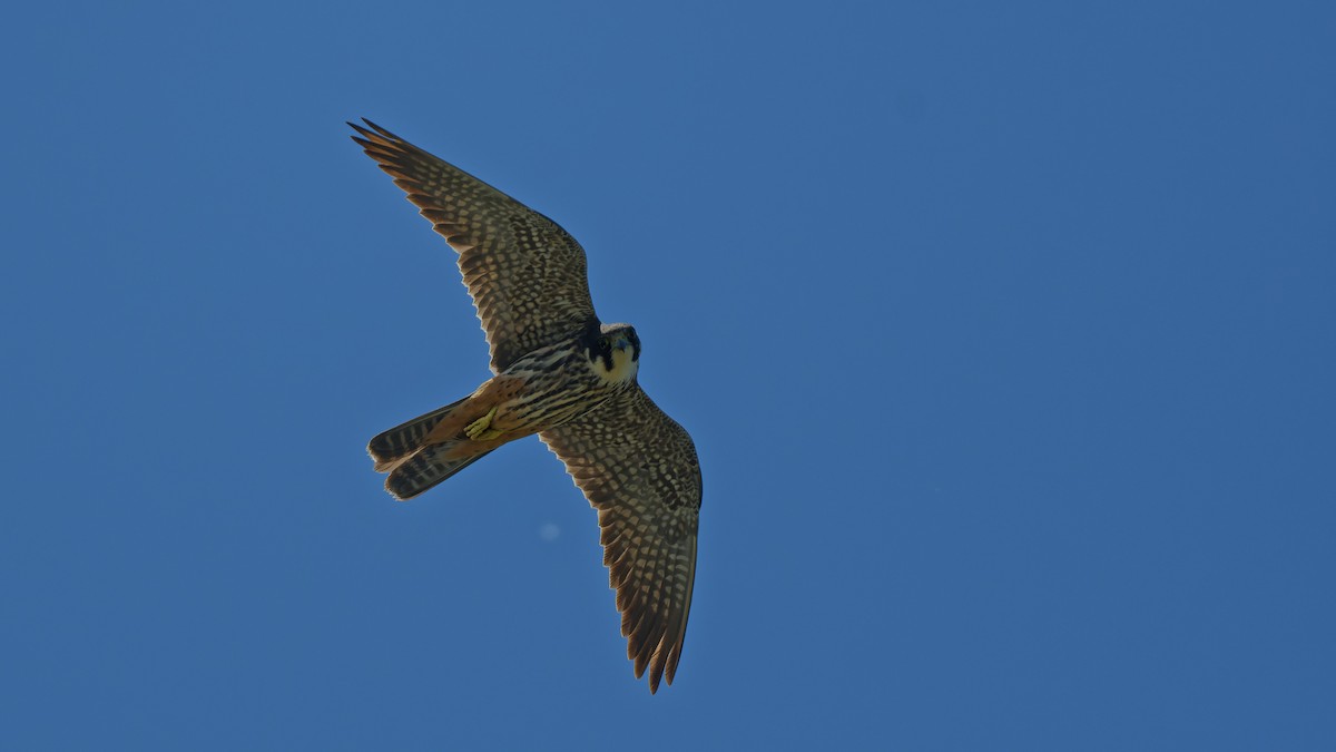 Eurasian Hobby - ML644768197