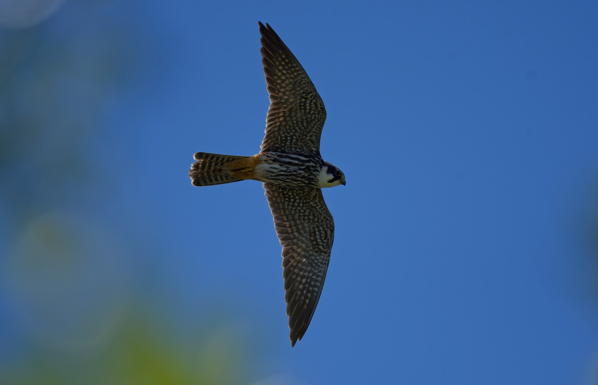 Eurasian Hobby - ML644768198