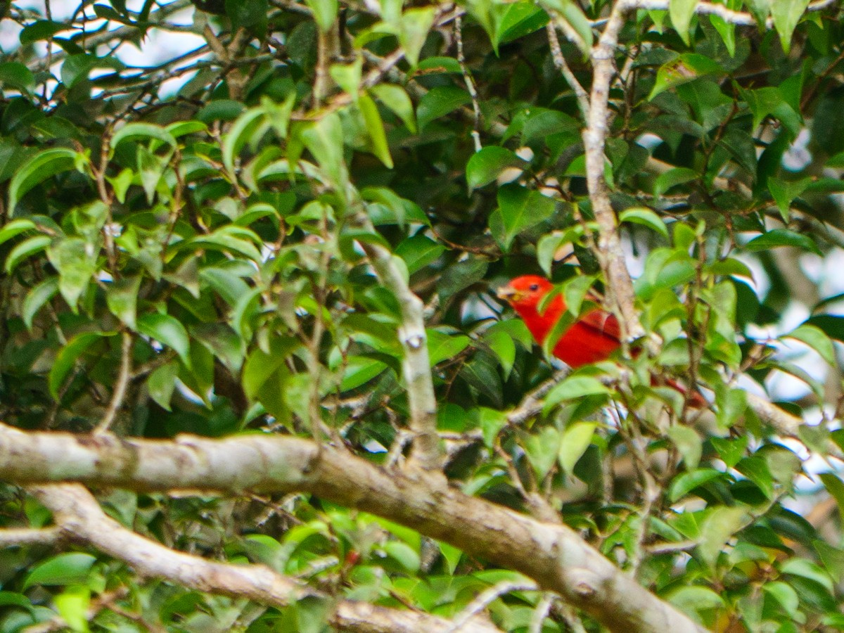 Summer Tanager - ML644768199